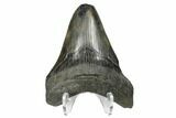 3.91" Fossil Megalodon Tooth - Feeding Damaged Tip - #168130-2